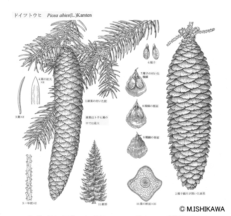 Gadenet(ガデネット)石川 美枝子植物画　Picea abies (L.)Karstenドイツトウヒ