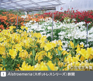 Gadenet(ガデネット)NURSERIES vol.1 三宅花卉園Alstroemeri a（ スポットレスシリーズ）群開