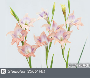 Gadenet(ガデネット)NURSERIES vol.1 三宅花卉園Gladiolus ‘2566（仮）