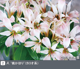 Gadenet(ガデネット)NURSERIES vol.1 三宅花卉園A. ‘桃かほり（’ カリオ系）