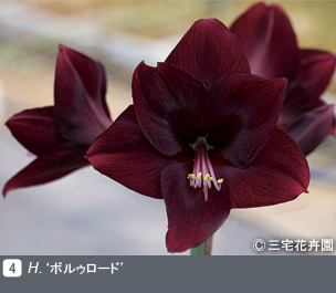 Gadenet(ガデネット)NURSERIES vol.1 三宅花卉園H. ‘ボルゥロード’