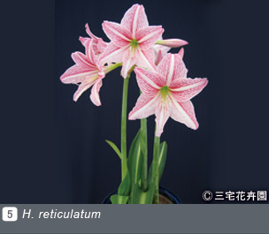 Gadenet(ガデネット)NURSERIES vol.1 三宅花卉園H. reticulatum