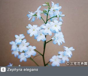 Gadenet(ガデネット)NURSERIES vol.1 三宅花卉園Zephyra elegans
