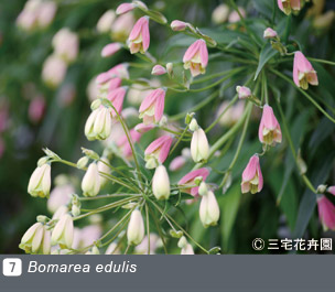 Gadenet(ガデネット)NURSERIES vol.1 三宅花卉園Bomarea edulis