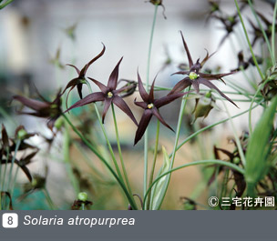 Gadenet(ガデネット)NURSERIES vol.1 三宅花卉園Solaria atropurprea
