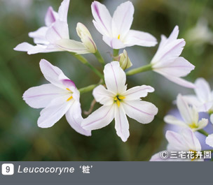 Gadenet(ガデネット)NURSERIES vol.1 三宅花卉園Leucocoryne ‘粧’