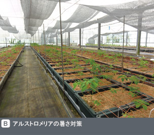 Gadenet(ガデネット)NURSERIES vol.1 三宅花卉園アルストロメリアの暑さ対策