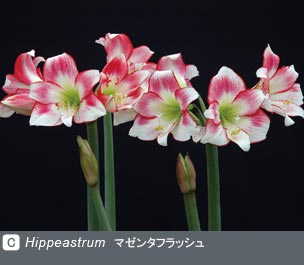 Gadenet(ガデネット)NURSERIES vol.1 三宅花卉園Hippeastrum マゼンタフラッシュ
