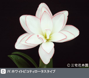 Gadenet(ガデネット)NURSERIES vol.1 三宅花卉園H. ホワイトピコティロータスタイプ