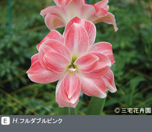 Gadenet(ガデネット)NURSERIES vol.1 三宅花卉園H. フルダブルピンク