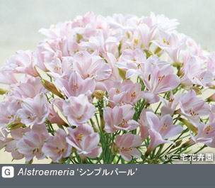 Gadenet(ガデネット)NURSERIES vol.1 三宅花卉園Alstroemeria‘シンプルパール’