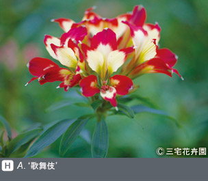 Gadenet(ガデネット)NURSERIES vol.1 三宅花卉園A.‘歌舞伎’