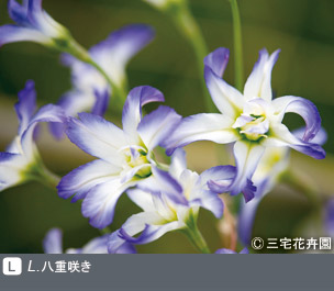 Gadenet(ガデネット)NURSERIES vol.1 三宅花卉園L. 八重咲き