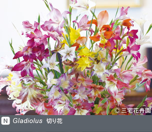 Gadenet(ガデネット)NURSERIES vol.1 三宅花卉園Gladiolus　切り花