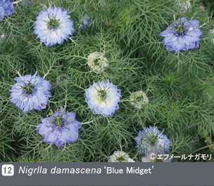 JGN NURSERIES vol.3 エフメールナガモリNigrlla damascena ‘Blue Midget’