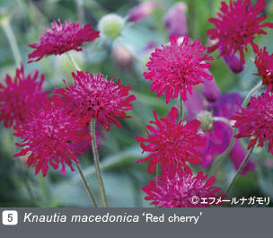 JGN NURSERIES vol.3 エフメールナガモリKnautia macedonica ‘Red cherry’