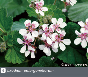 JGN NURSERIES vol.3 エフメールナガモリErodium pelargoniiflorum