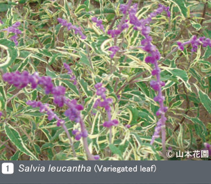 NURSERIES vol.4 山本花園Salvia leucantha(Variegated leaf)