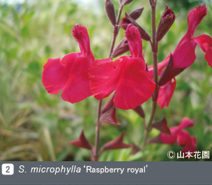 NURSERIES vol.4 山本花園S. microphylla ‘Raspberry royal’