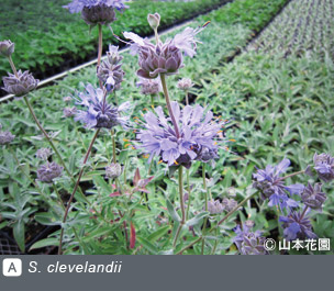 NURSERIES vol.4 山本花園S. clevelandii