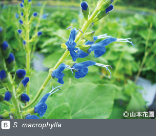 NURSERIES vol.4 山本花園S. macrophylla