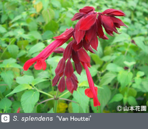 NURSERIES vol.4 山本花園S. splendens ‘Van Houttei’