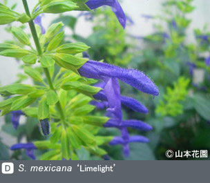 NURSERIES vol.4 山本花園S. mexicana ‘Limelight’