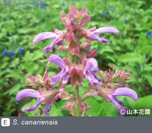 NURSERIES vol.4 山本花園S. canariensis