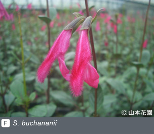 NURSERIES vol.4 山本花園S. buchananii