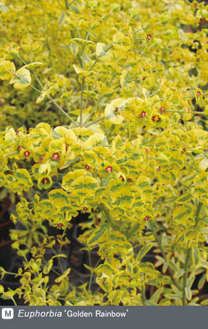 NURSERIES vol.4 山本花園Euphorbia ‘Golden Rainbow’