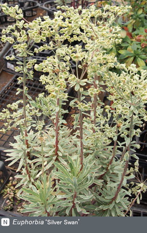 NURSERIES vol.4 山本花園Euphorbia ‘Silver Swan’