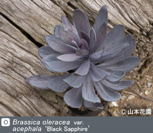 NURSERIES vol.4 山本花園Brassica oleracea var. acephala ‘Black Sapphire’