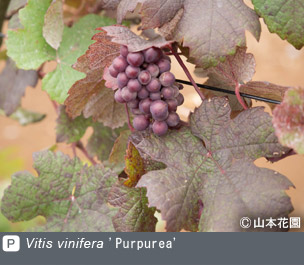 NURSERIES vol.4 山本花園Vitis vinifera 'Purpurea'