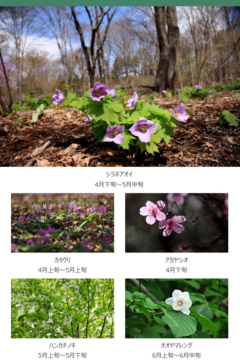 赤城自然園の春(4～6月)