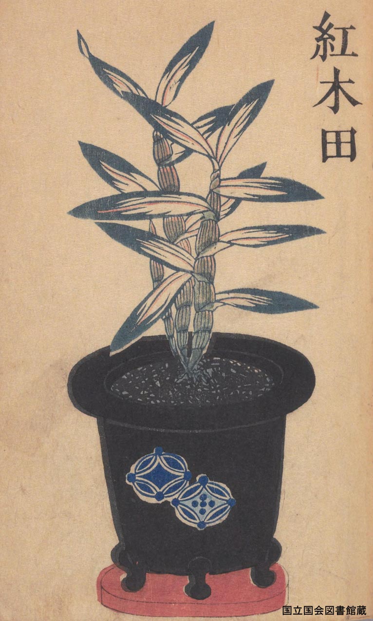 Saturday 25 March 2017 The 7th Otowa Salon Planting lesson Japanese traditional plants ‘Chosei-ran’  ‘Benikida’ in the old picture book ‘Chosei-sou’ published by  Akiotei-owner in 1835
