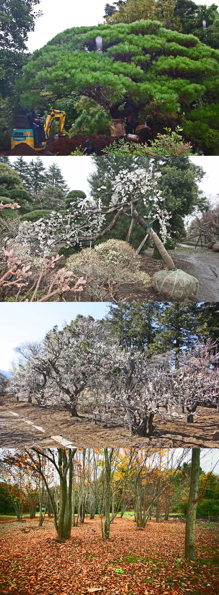 有限会社 小田原植木紹介ページ Gadenetガデネット ガーデニング 園芸を楽しむjgnのコミュニティサイト