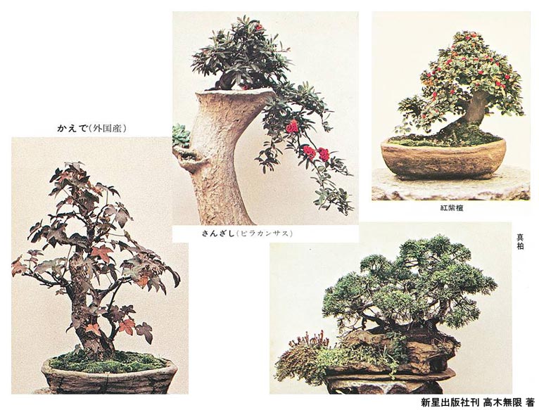 植物百般 インタビュー「石はカッコイイ」(その２)JGN理事 高﨑設計室代表取締役 髙﨑 康隆