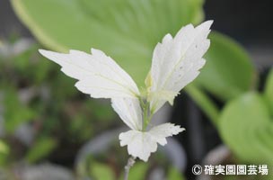 NURSERIES vol.8確実園園芸場Hibiscus syriacus ‘萌’