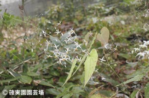 NURSERIES vol.8確実園園芸場Epimedium pubescens