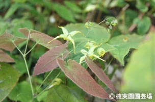 NURSERIES vol.8確実園園芸場Epimedium menbranaceum