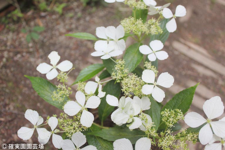 NURSERIES vol.8確実園園芸場Hydrangea grosseserrata