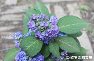 NURSERIES vol.8確実園園芸場Hydrangea serrata ‘九重の花吹雪’