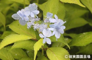 NURSERIES vol.8確実園園芸場Hydrangea serrata ‘倉木の光’