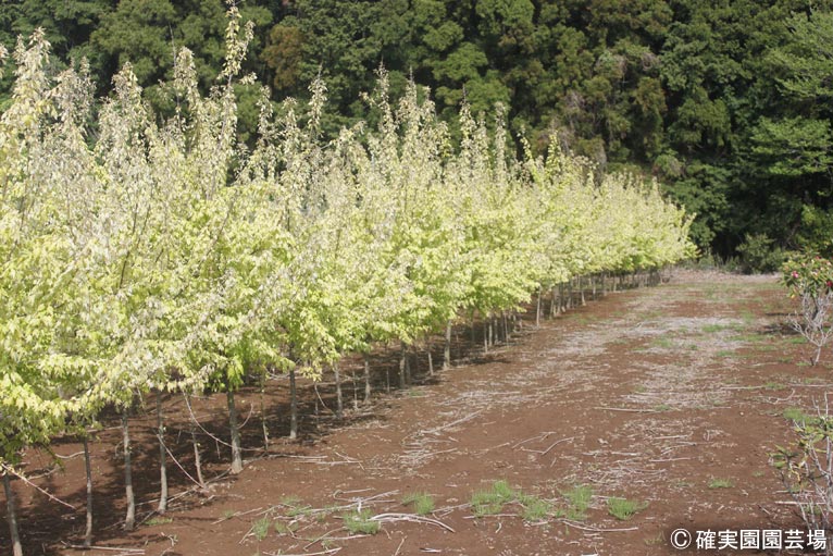 NURSERIES vol.8確実園園芸場Acer buergerianum ‘花散里’