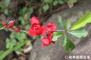 NURSERIES vol.8確実園園芸場Chaenomeles japonica ‘黒獅子’