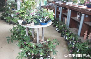 NURSERIES vol.8確実園園芸場クリスマスローズの展示会風景