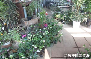 NURSERIES vol.8確実園園芸場クリスマスローズの展示会風景