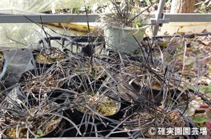 NURSERIES vol.8確実園園芸場Ophiopogon japonicus ‘黒竜’の細葉タイプ