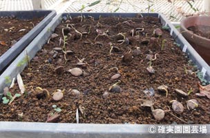 NURSERIES vol.8確実園園芸場発芽したばかりのフジ