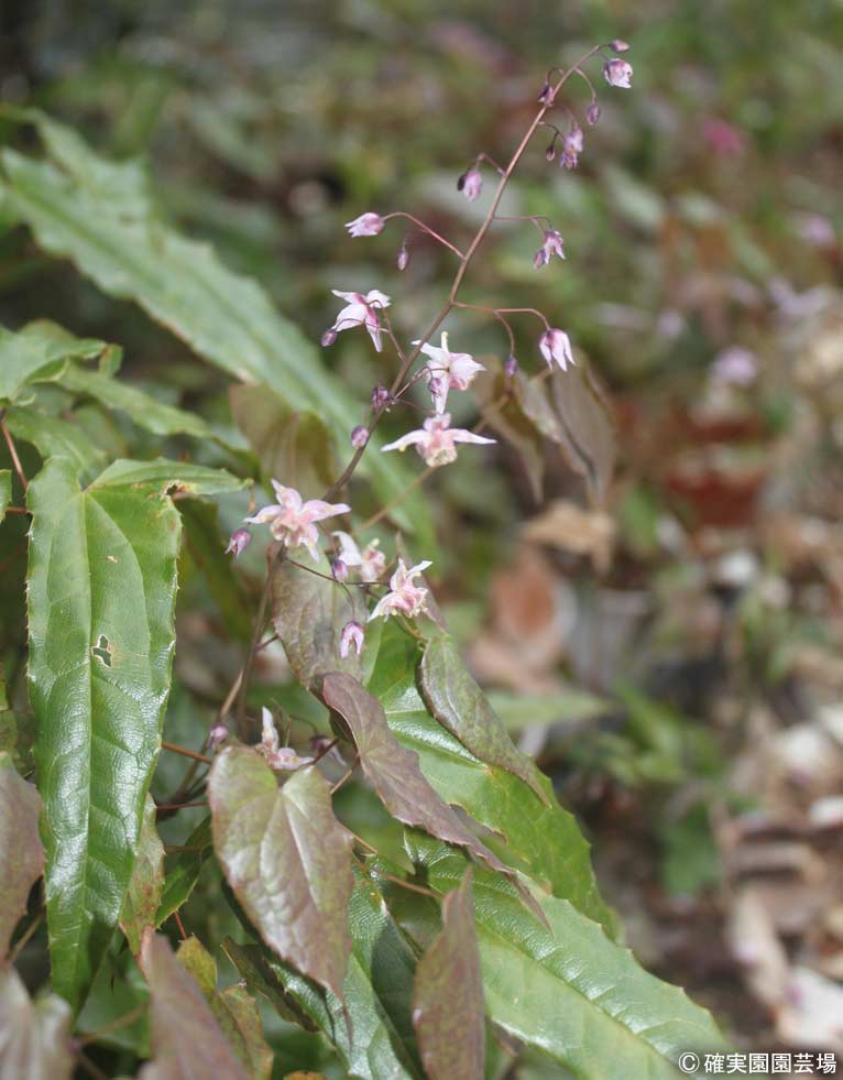 NURSERIES vol.8確実園園芸場Epimedium × Asiatic Hybrid